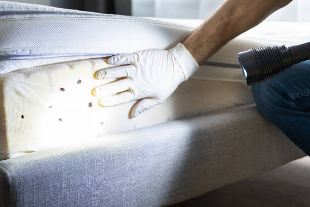 Best Affordable Pest Control Services  in Utica, MI